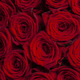 Tall Red Roses