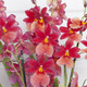 Große Nelly Isler Orchidee