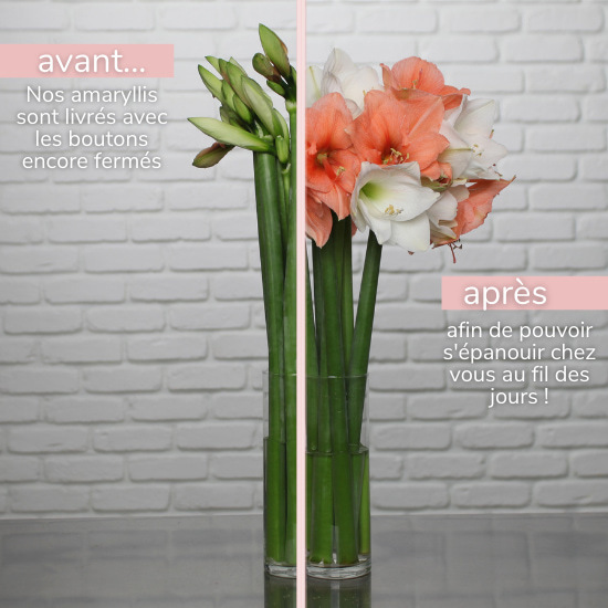 Großzügige Amaryllis 2