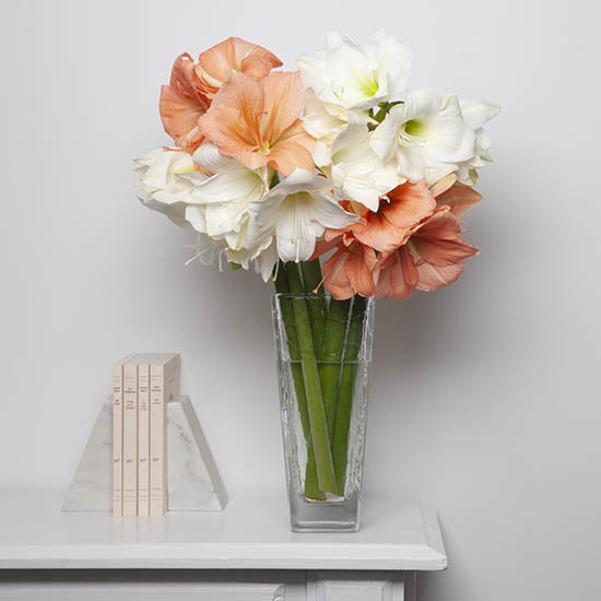 Großzügige Amaryllis 3