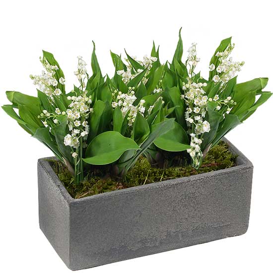 Grey Planter of Lily-of-the-Valley