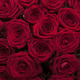 Bouquet of long-stemmed red roses