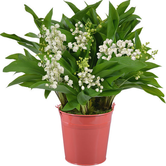 Lily-of-the-Valley in a Coral Vase