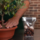 Lieferung Olivenbaum und Schokolade