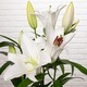 White Lily in Pot