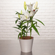 White Lily in Pot