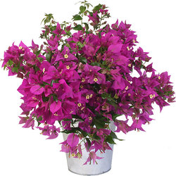 Send flowers to Germany - Online Flower delivery | Aquarelle