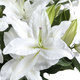 Perfumed white lillies 