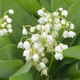 Garden of Lily-of-the-Valley Pale Salmon