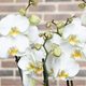 Majestätische weiße Phalaenopsis 