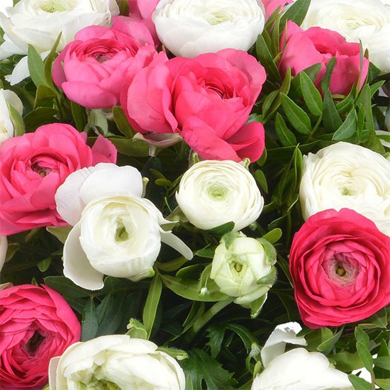 Beautiful Ranunculus 2