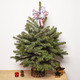 'Pungens' Christmas Tree