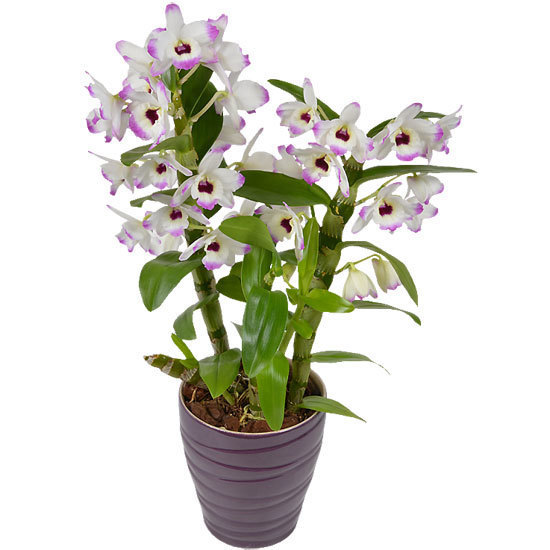 Momoko Dendrobium Orchidee