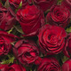Monte Carlo rote Rosen