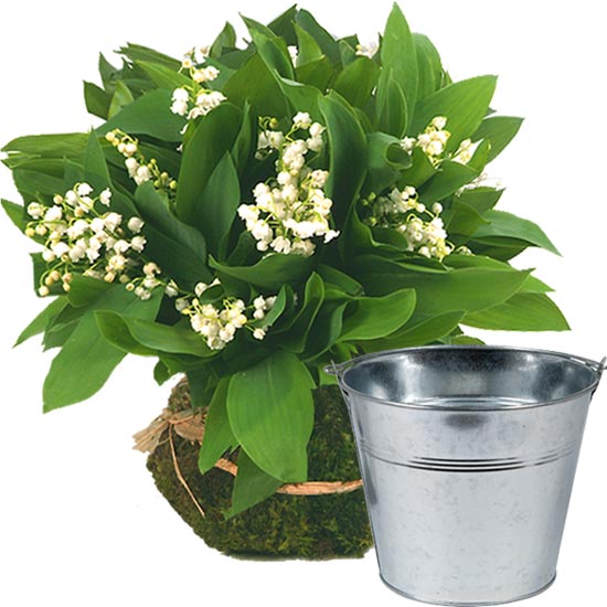 Lily-of-the-Valley and Zinc Vase