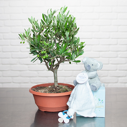 Potted olive tree & cuddly koala