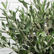 Olivenbaum auf Stiel