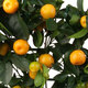 Orangenbäumchen Calamondin