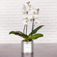 Orchidee Glückwunsch zum Geburtstag