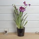 Red Tide Miltonia Orchidee