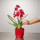 Orchidee Nelly Isler