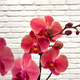 Coral Phalaenopsis Orchid