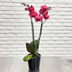 Coral Phalaenopsis Orchid