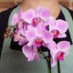 Rosa Phalaenopsis Orchidee und Duftkerze