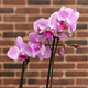 Orchidee Phalaenopsis und Plüsch Bär