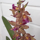 Renaissance Coral Orchid