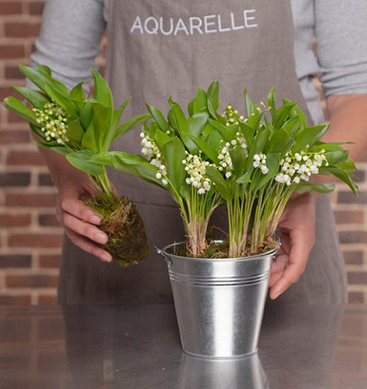 Woodland Lily-of-the-Valley in a Zinc Vase