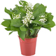 Woodland Lily-of-the-Valley in a Coral Vase