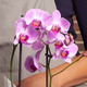 Phalaenopsis Orchidee und Kuschelkaninchen