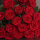 Prachtvolle rote Rosen