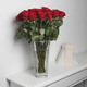 Prachtvolle rote Rosen