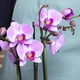 Rosa Phalaenopsis Orchidee