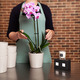 Pink orchid and scented candle
