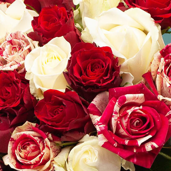 Passion Duo : Roses and candles 3