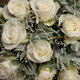 Weiße Rosen & Acacia