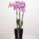 Home flower deliveries Pink Butterfly Orchid