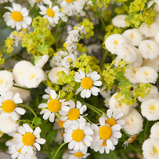 Sommerblümchen 2