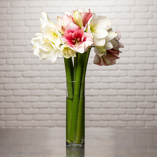 Spektakuläre Amaryllis 3