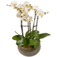 Stilvolle Orchideen