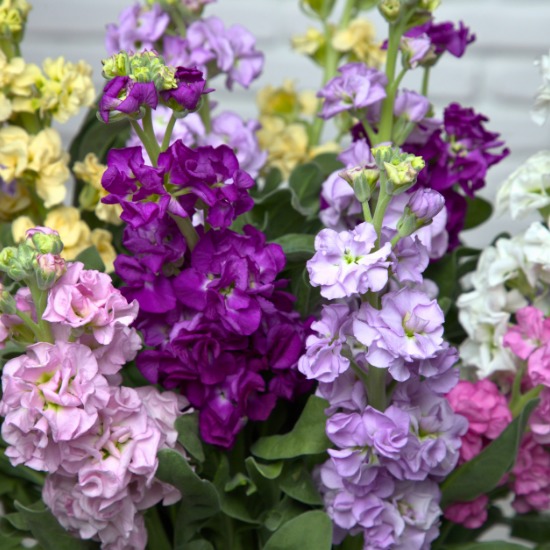 Armfuls of wallflowers 3