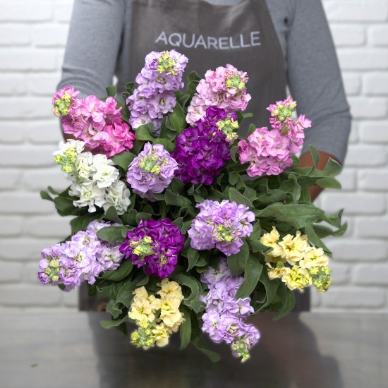 Armfuls of wallflowers 2