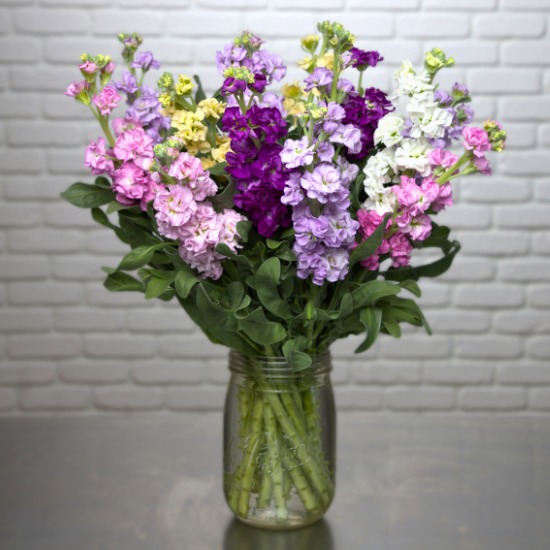 Armfuls of wallflowers