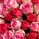 Strauß Zärtlichkeit - rosa Rosen