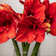 Tiefrote Amaryllis