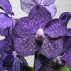 Deep violet Vanda orchid