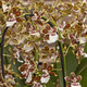 Tropical Jungle Cambria Orchid